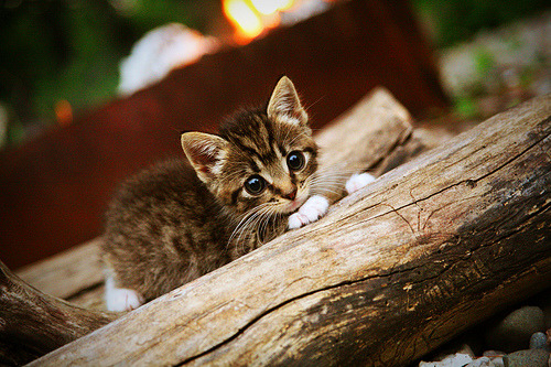 南美风暴席卷欧洲红魔，厄瓜多尔战术压制比利时，卡马文加成关键先生