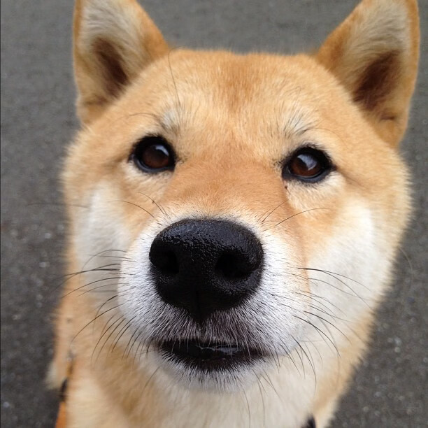 战神之息，楚阿梅尼八分钟连击，德意志意志一波焚尽罗马城