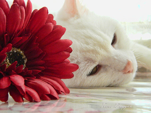 凌晨决胜，从广东碾压黄蜂到东契奇接管NBA之夜