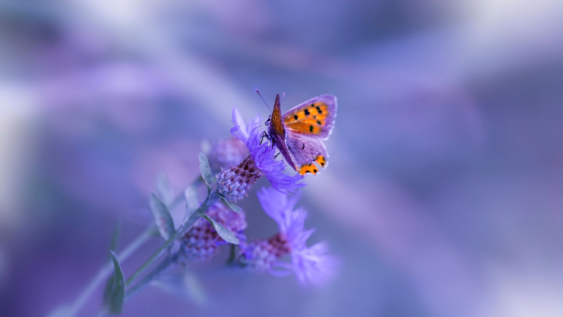 魔笛绝响，樱花绽放，温布利之夜的足球寓言