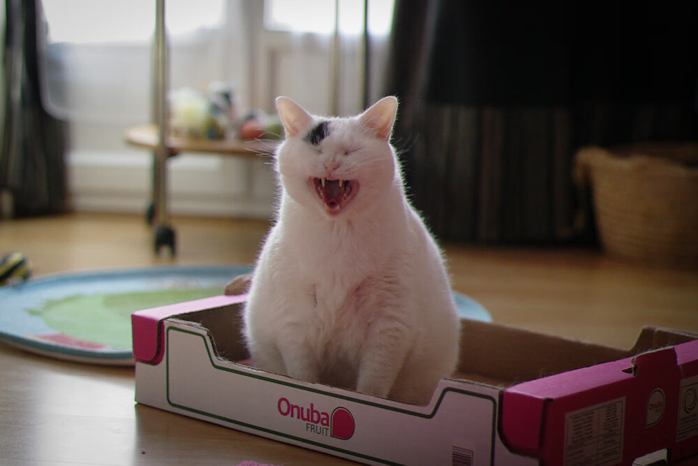 当平行宇宙的哨声吹响,2026世界杯,新疆飞虎错位碾压新奥尔良鹈鹕